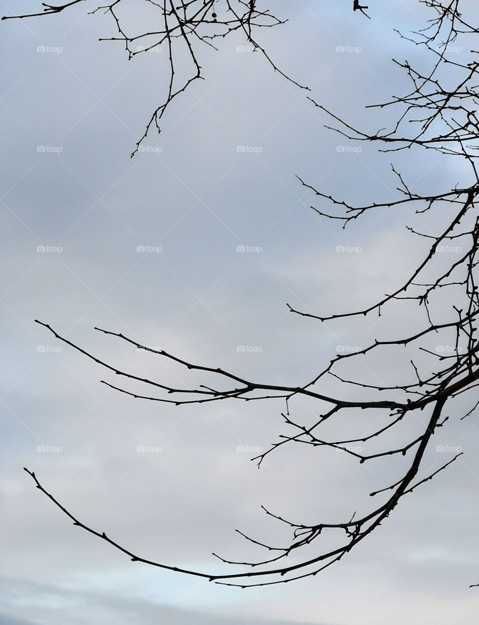 Cielo gris muy de invierno con preciosa rama seca.