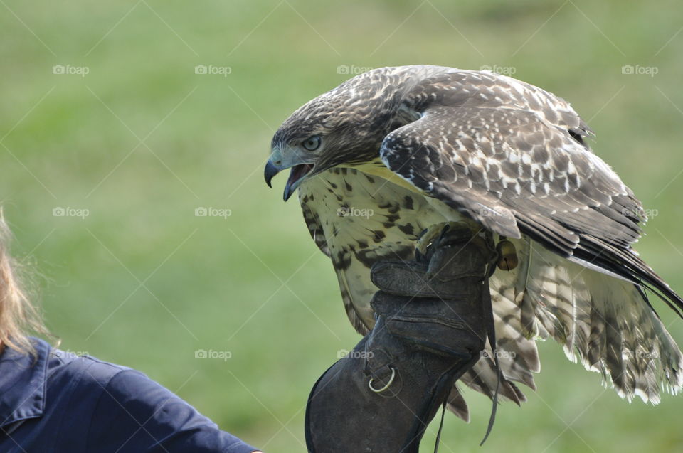 Magnificent birds of prey