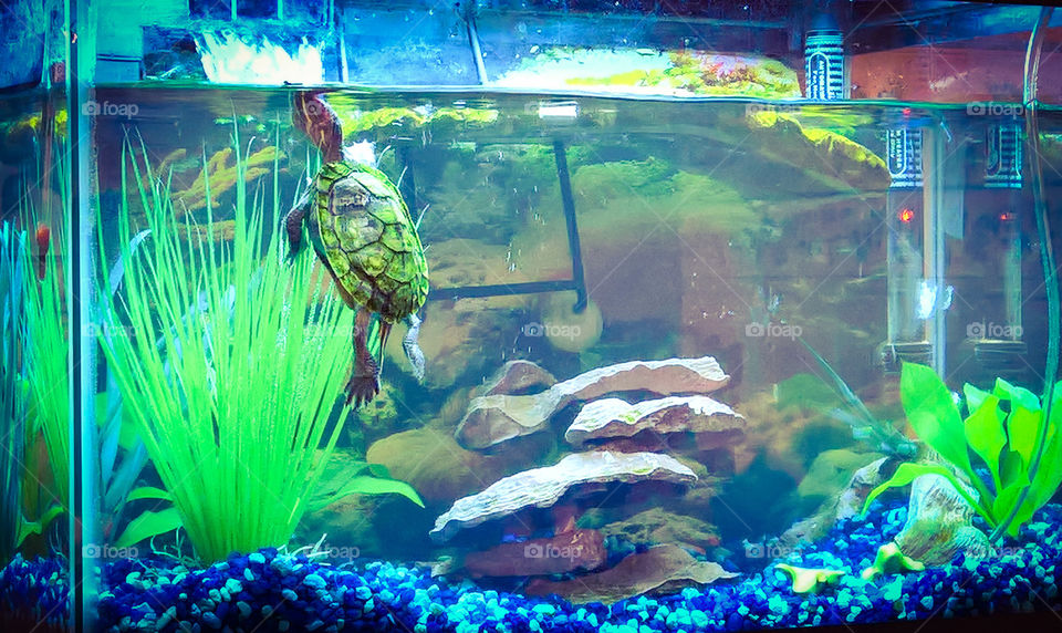 Red eared slider turtle algae tank saturation water rocks fish tank aquatics aquarium
