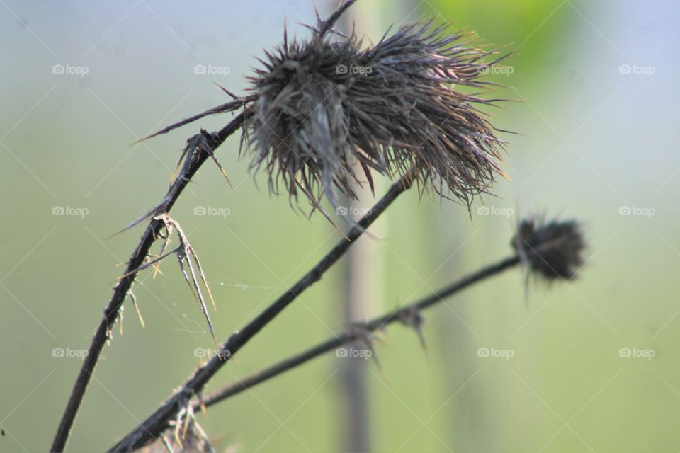 Thistle or burdock 