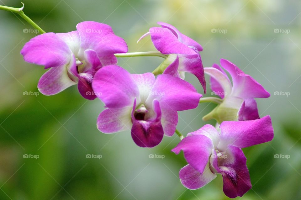 orchids