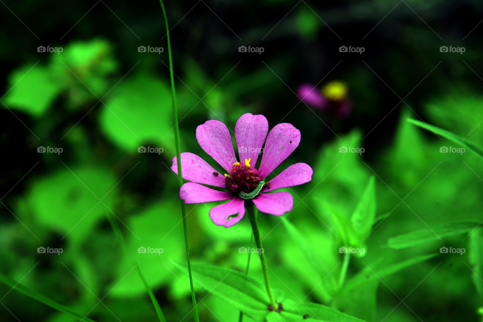 a flower grow in forest