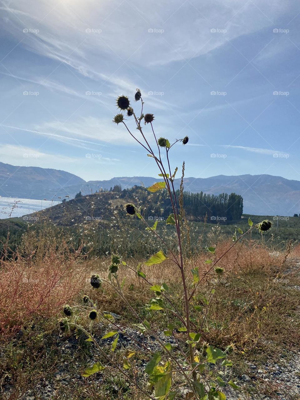 Autumn dried flowers in the sunshine