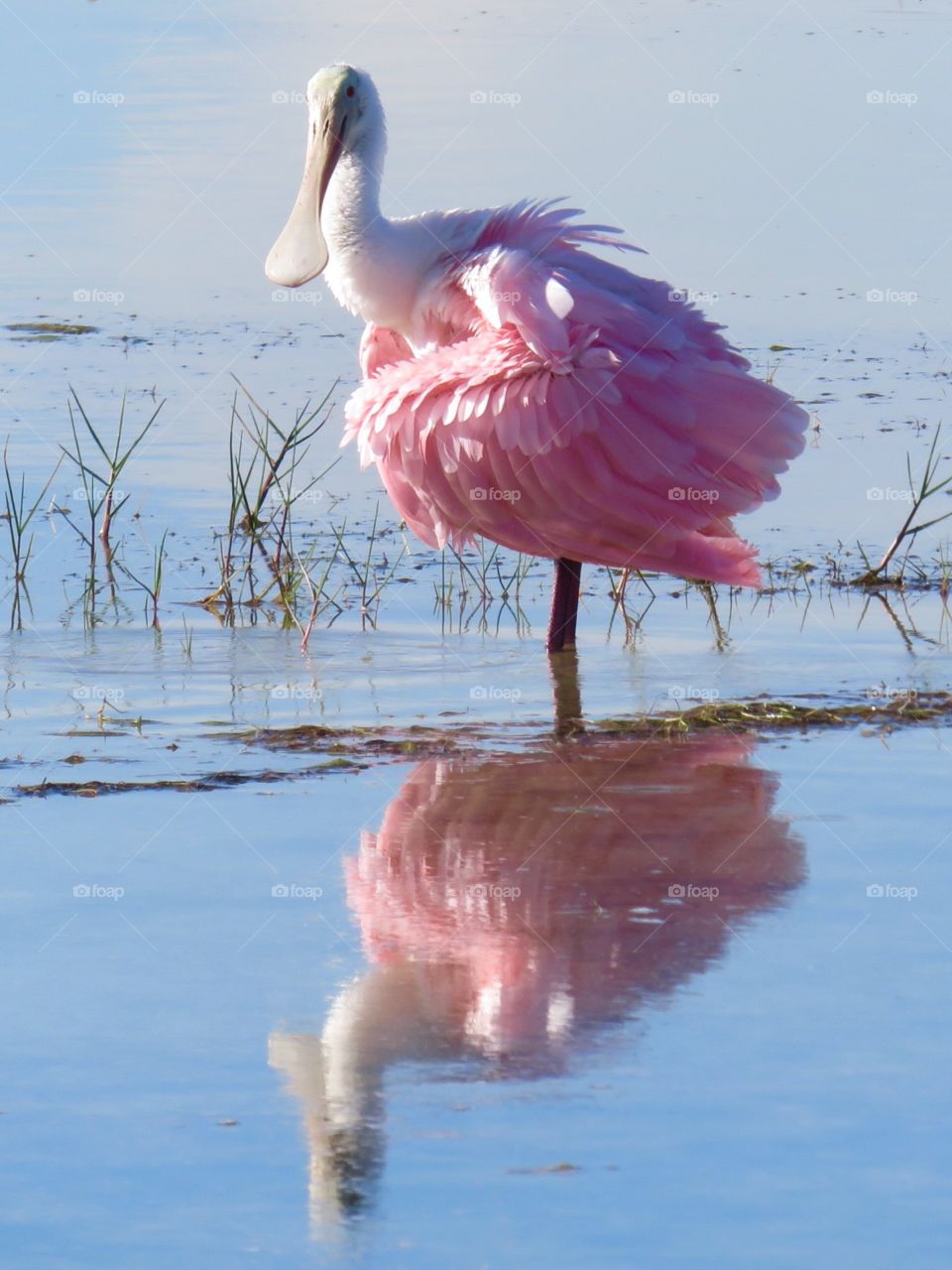 Reflection. Roseate Spoonbill