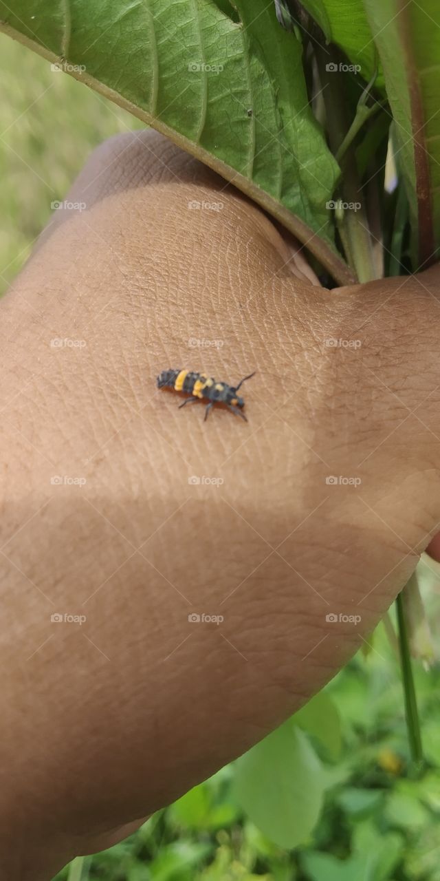 small insect perched on my hand