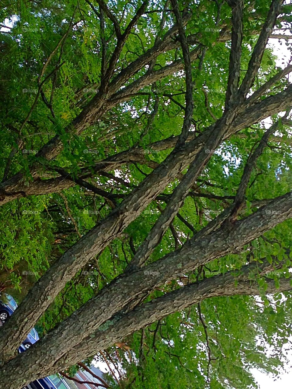 Trees in diagonal . Trees at the park 