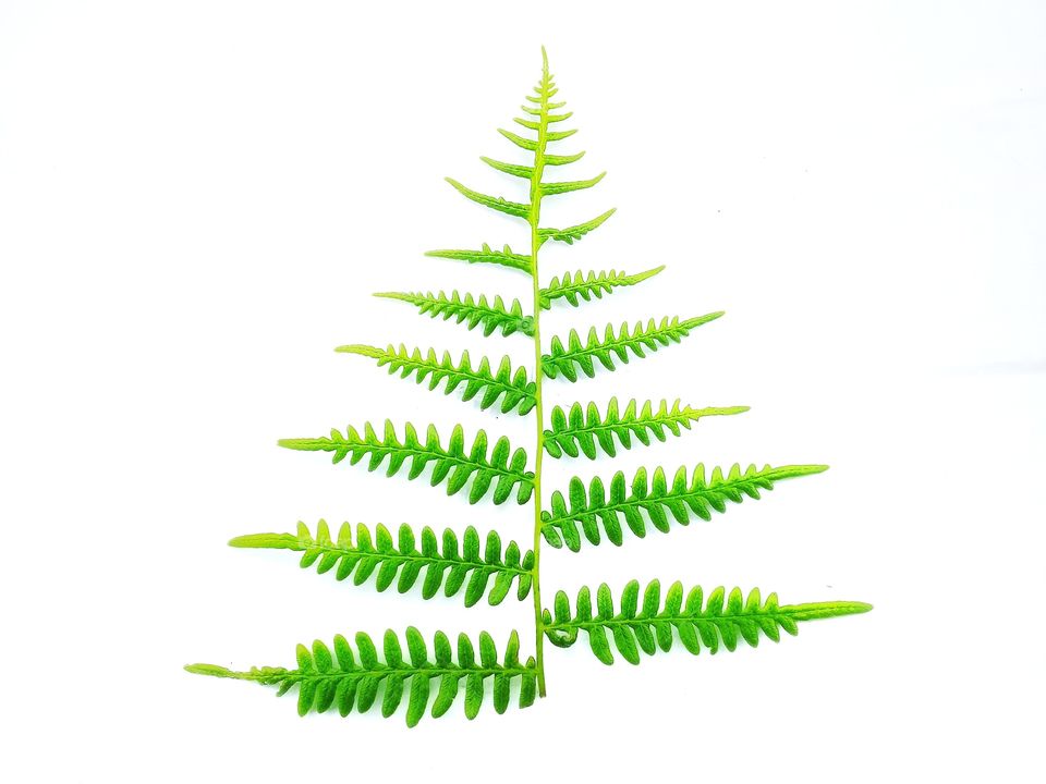 photo of fresh leaves in green with a white background