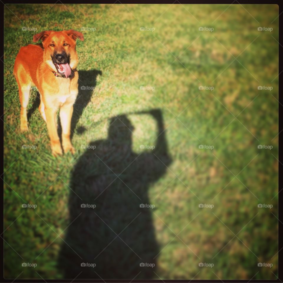 Dog and his shadow 
