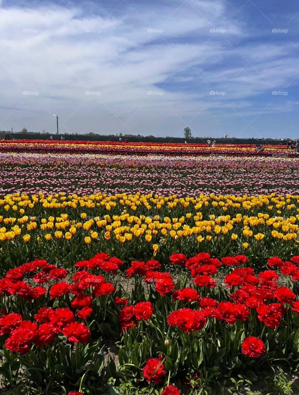 Where the earth wears a tapestry of blossoms, painted in every color of joy under the open sky