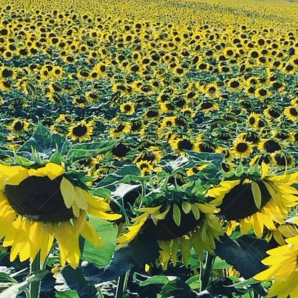 Annual Sunflower farm field Chambersburg Pennsylvania 