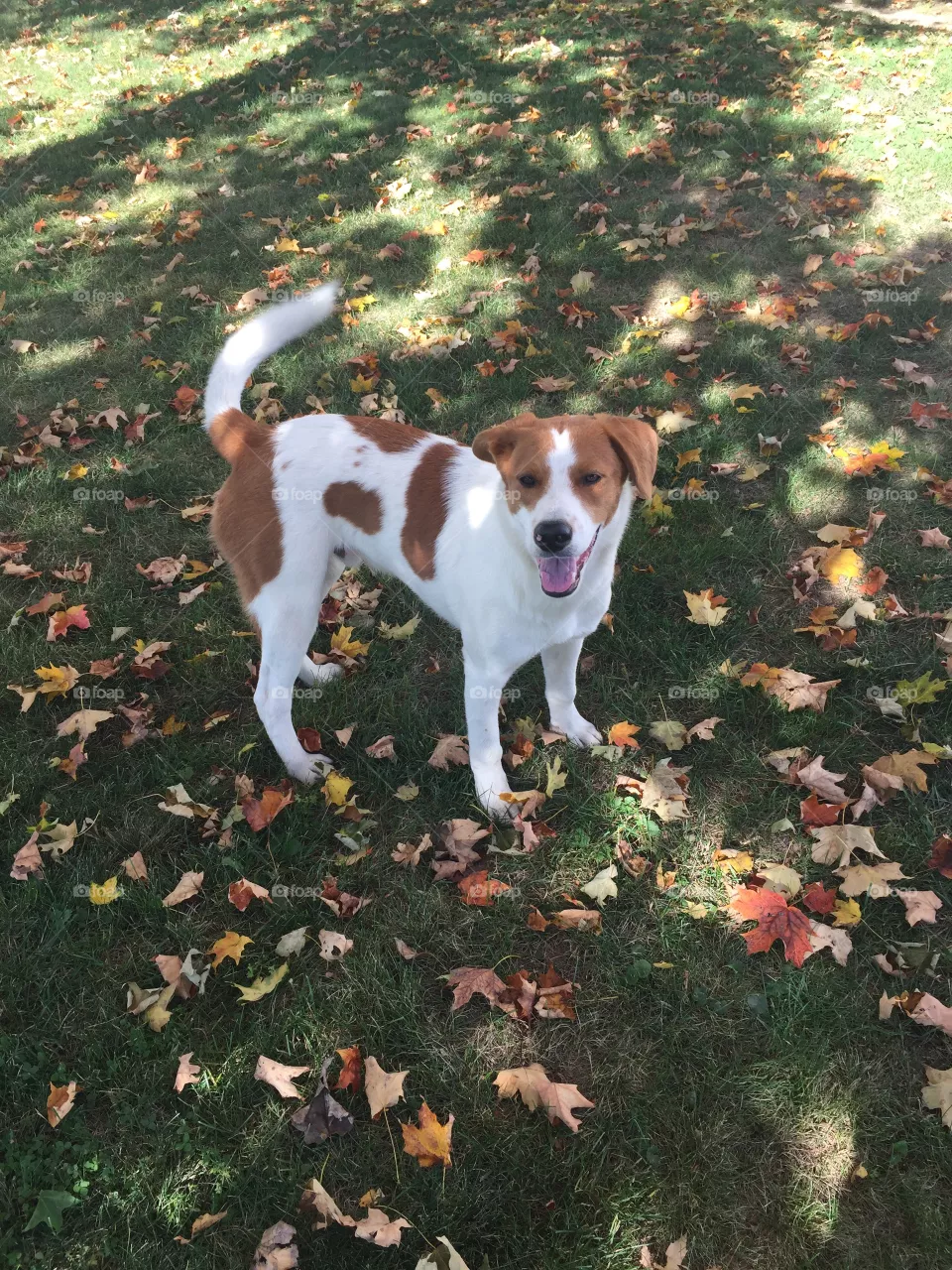 Dog, No Person, Grass, Outdoors, Nature