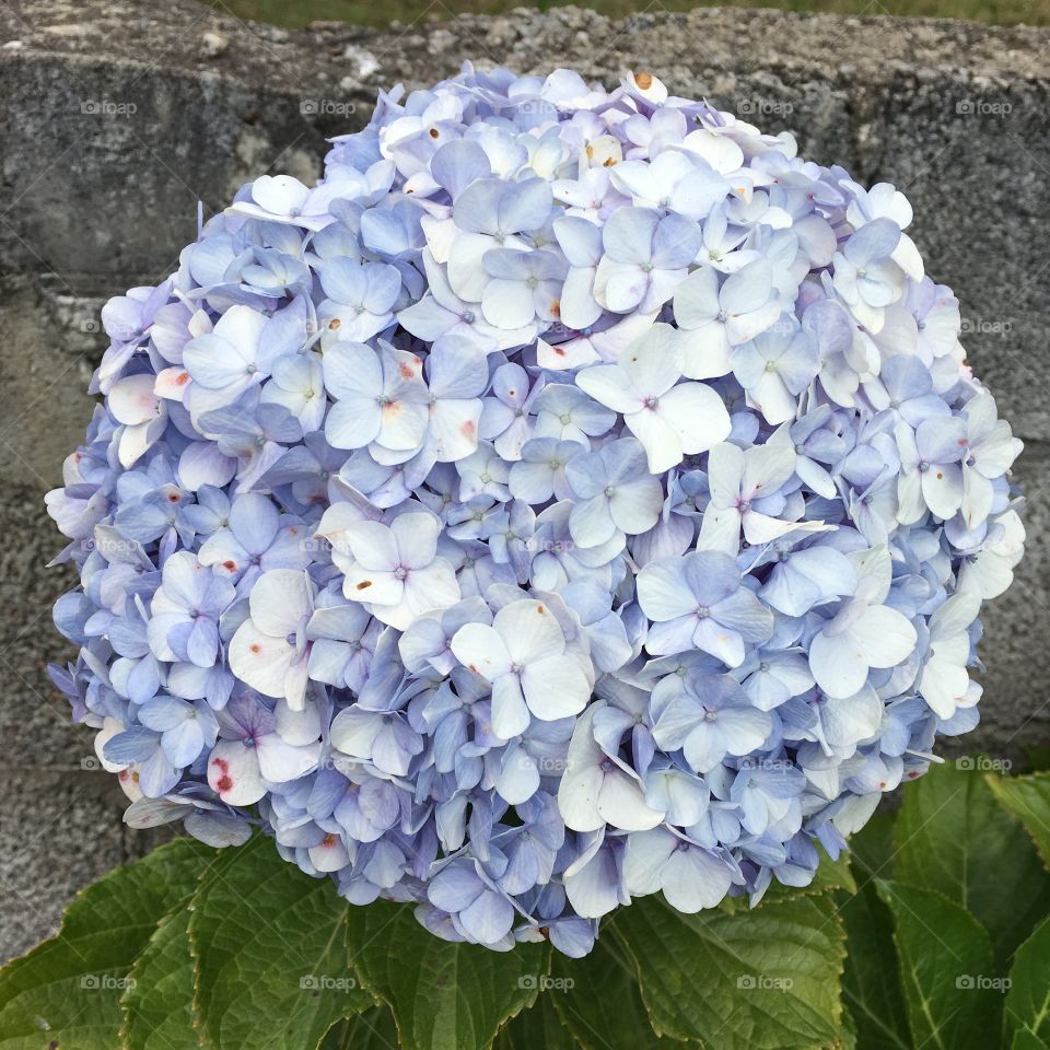 🌼#Flores do nosso #jardim, para alegrar e embelezar nosso dia!
#Jardinagem é nosso #hobby.
🌹
#flor #flowers #flower #pétalas #garden #natureza #nature #flora