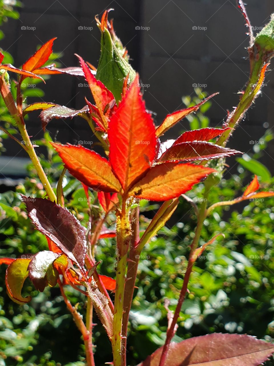 rose bud with red and yellow leaves and insects