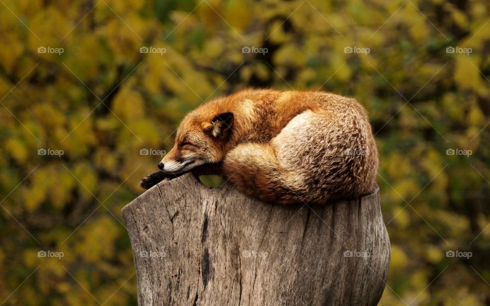 Sleeping fox
