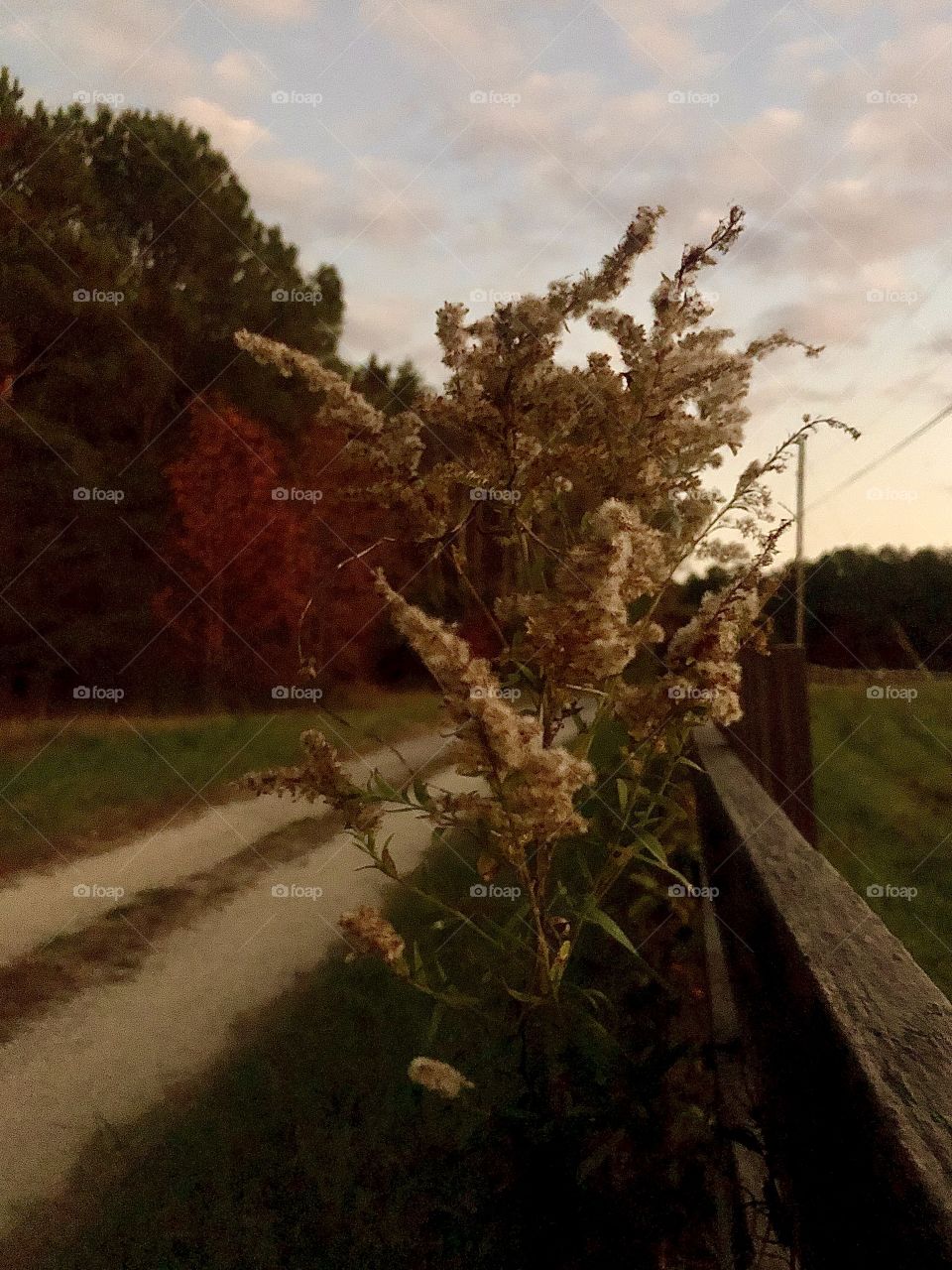 Evening falls on the farm