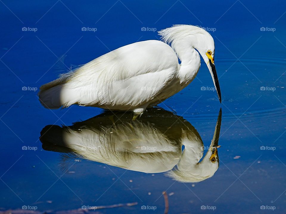 A Snowy Egret looks for its next meal and creates a perfect reflection of itself in the process