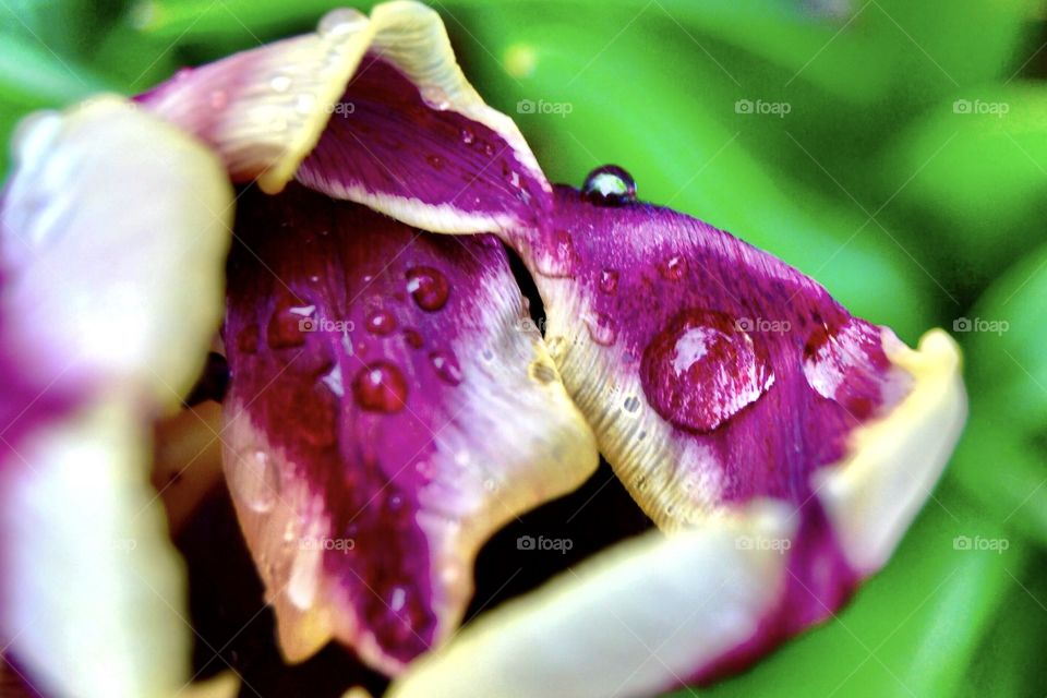 Beautiful Indiana tulip after a rain. 