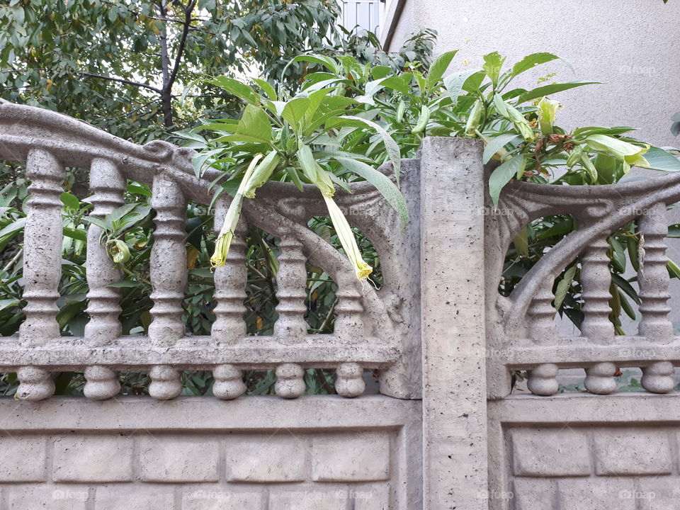 Fence with flowers