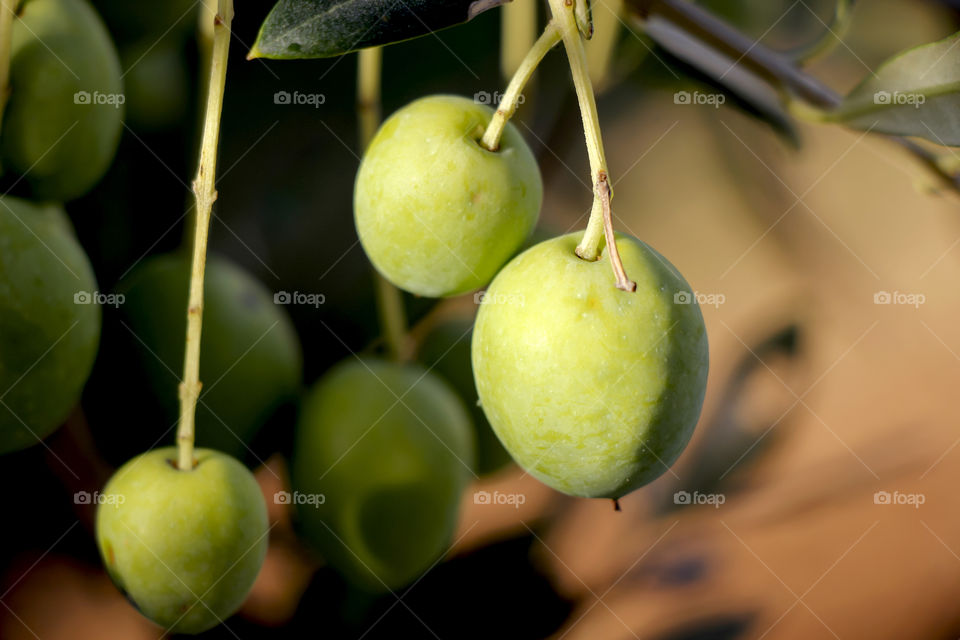 Olives