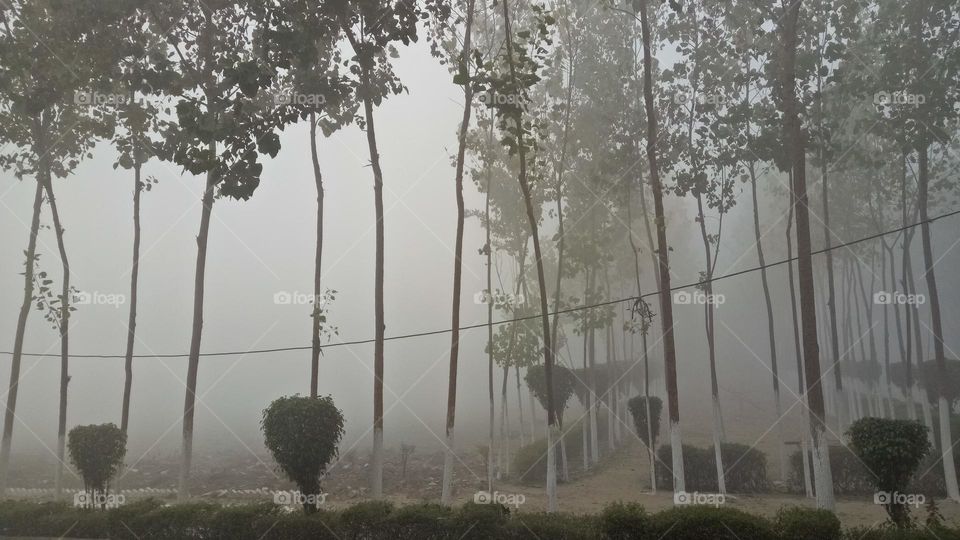 fog view