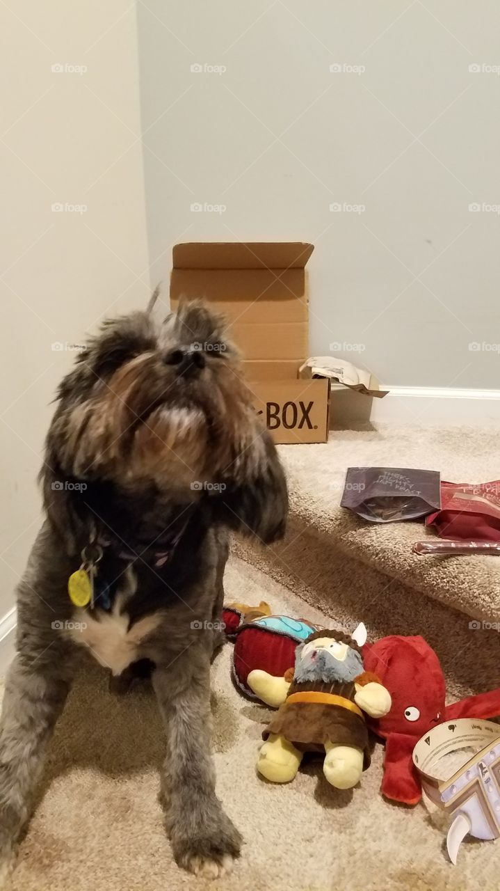 Tibetan terrier excited about his Bark Box delivery