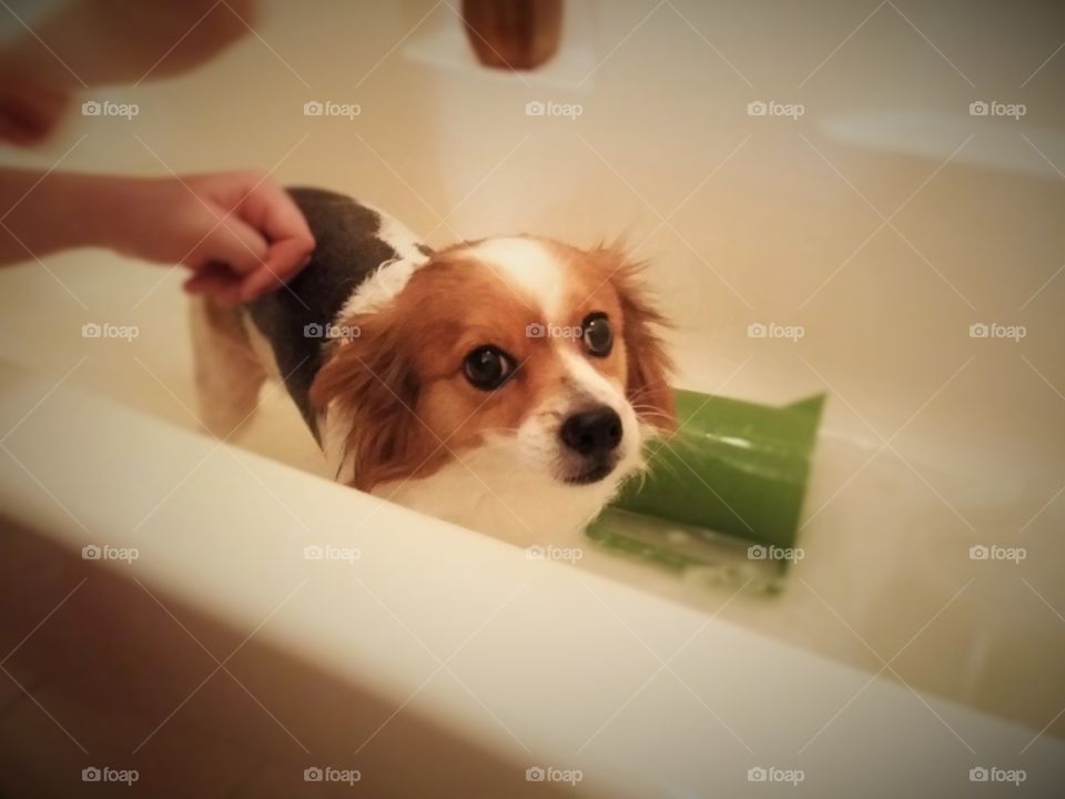 Oh! Bath Time