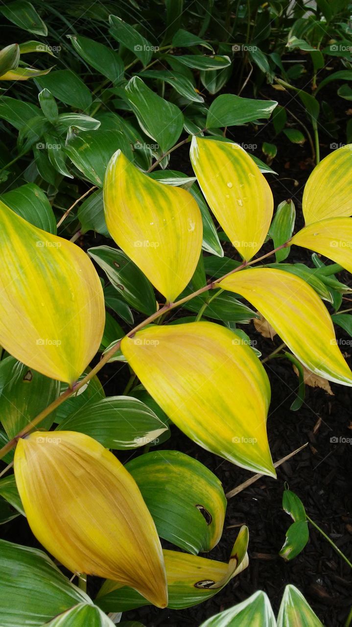 Leaf, No Person, Flora, Nature, Garden