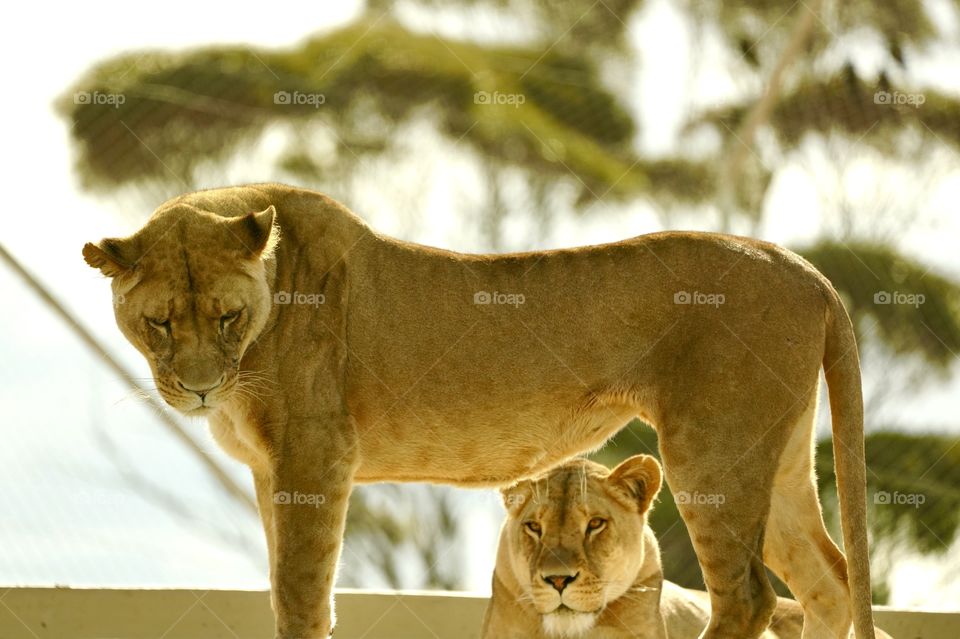 Female lions on top of a zoo ‘wild experience’ cage