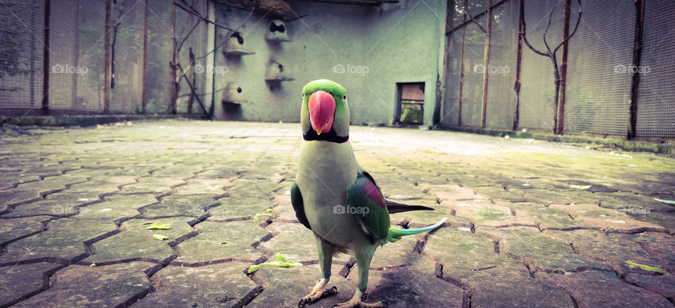 parrot