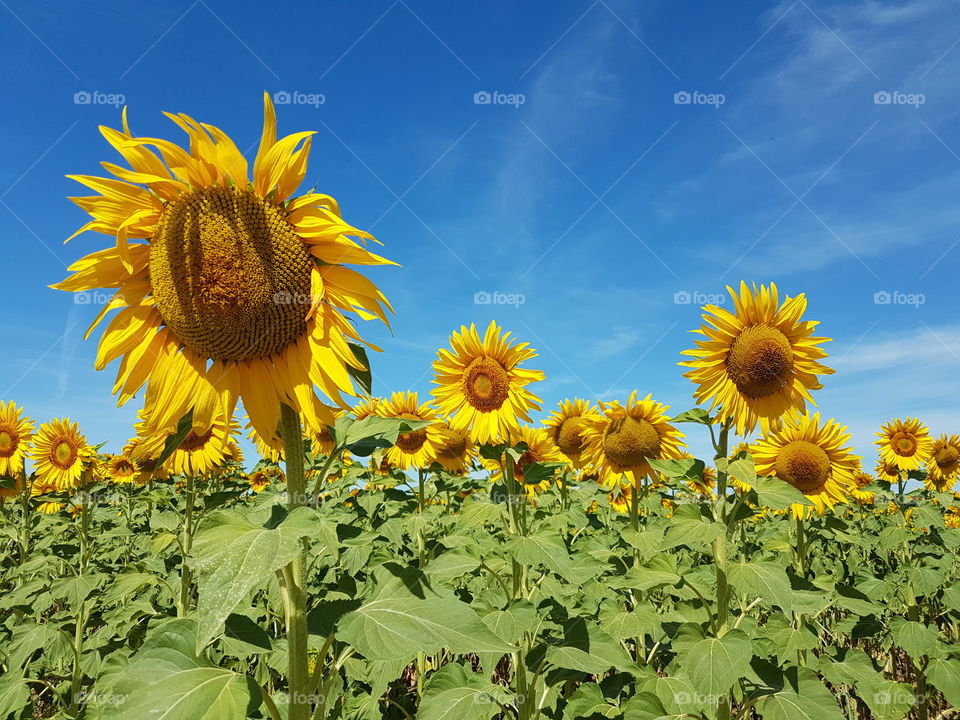 Sunflower and blue sky