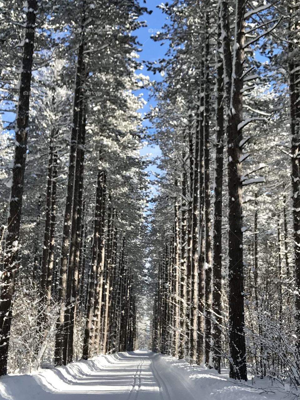 Majestic pines lead the way