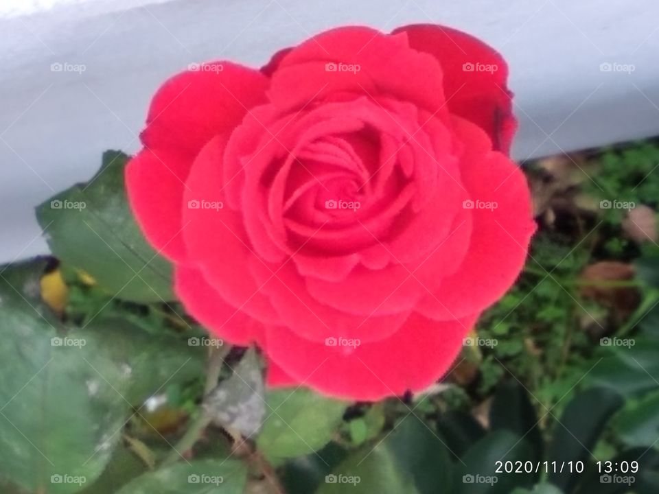 rosa hermosa