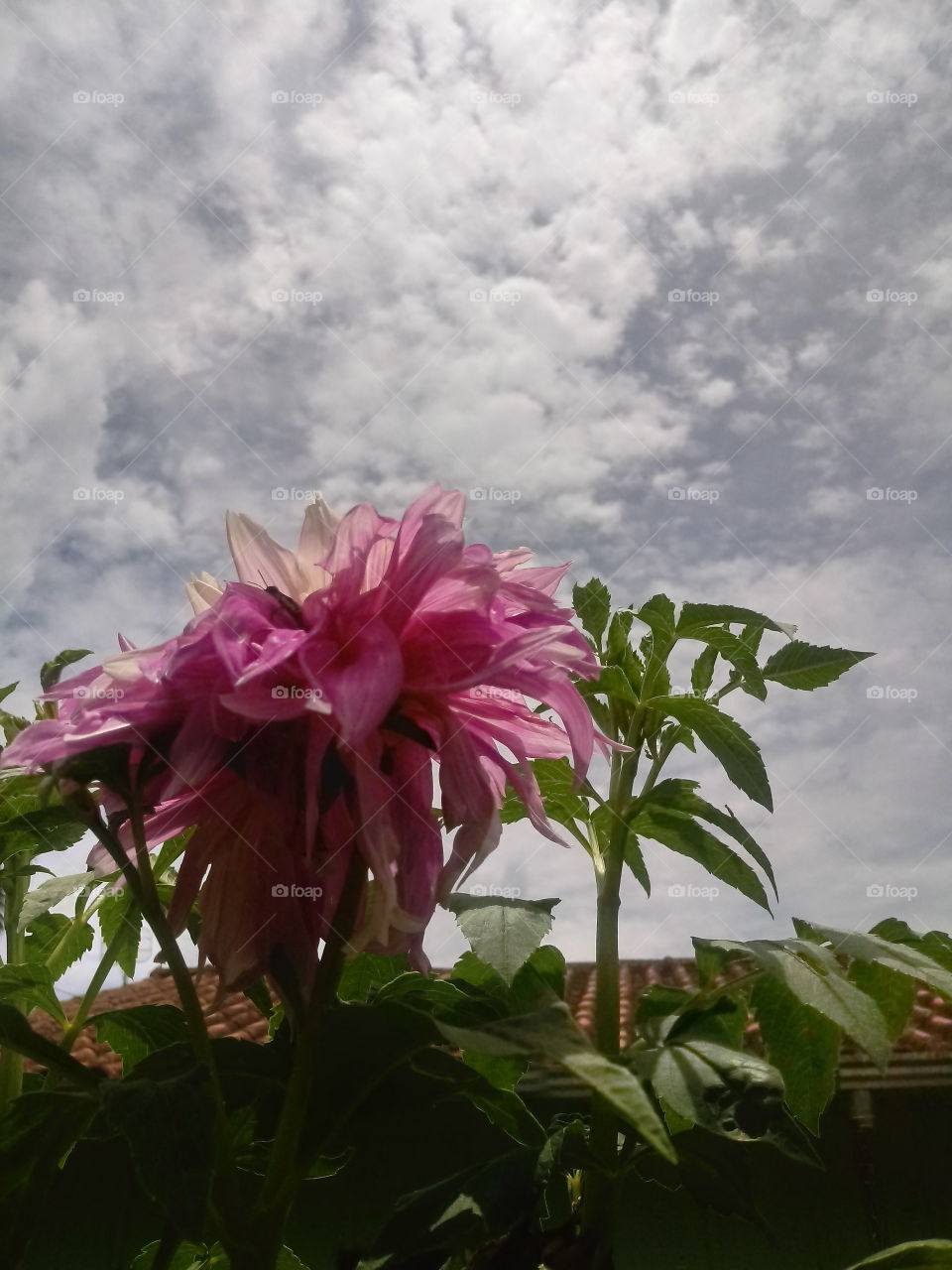 FLOWERS, NATURE, GARDEN, DAHLIA.