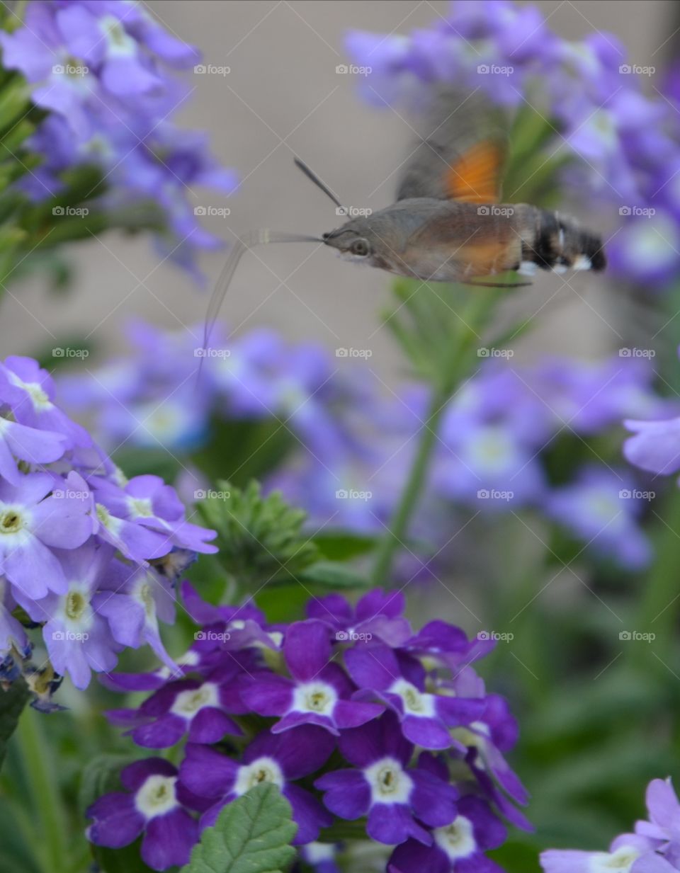 Walking through my grandmother's garden and photographing flowers, I got an interesting insect with a long proboscis in the frame.
