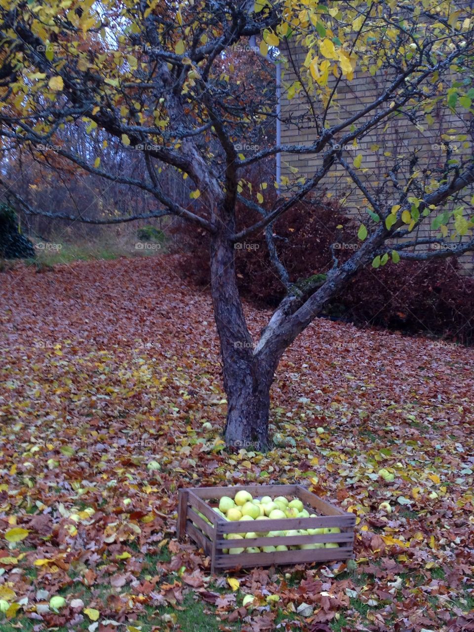 Autumn Appletree