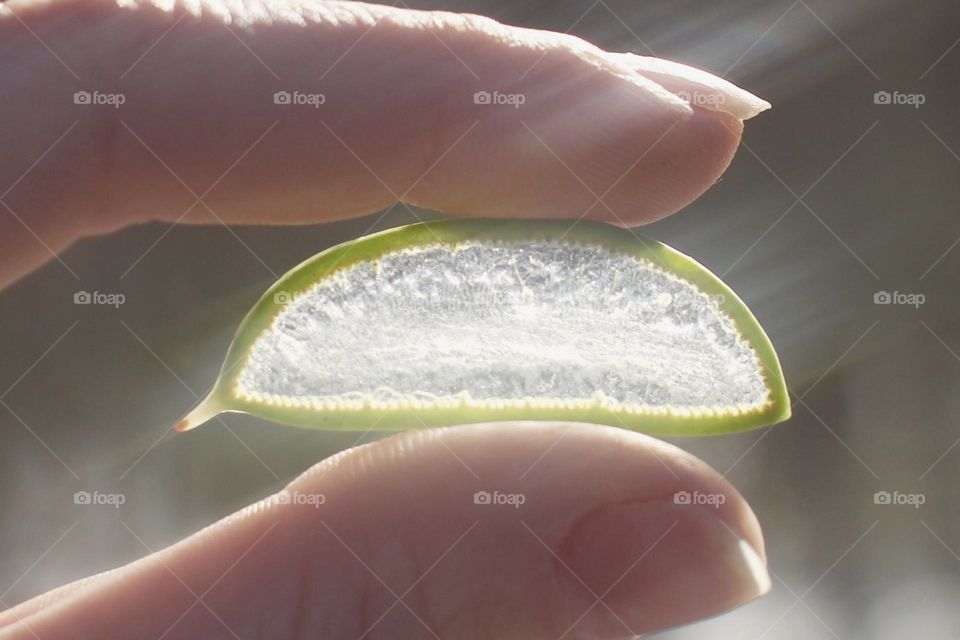 The Eye of Aloe; Looking through a cut of aloe in a sunny setting