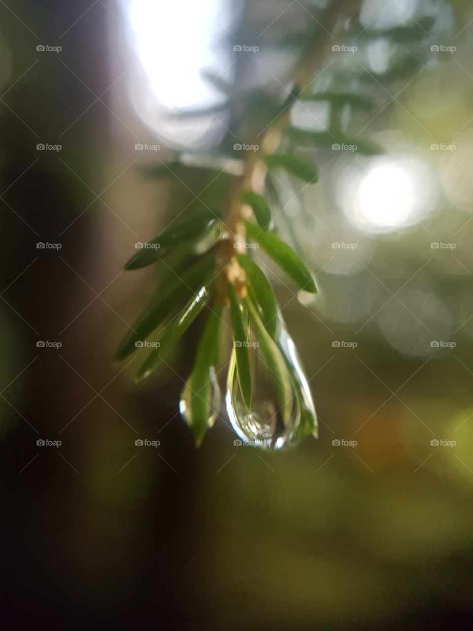 Waterdrop from a pinetree