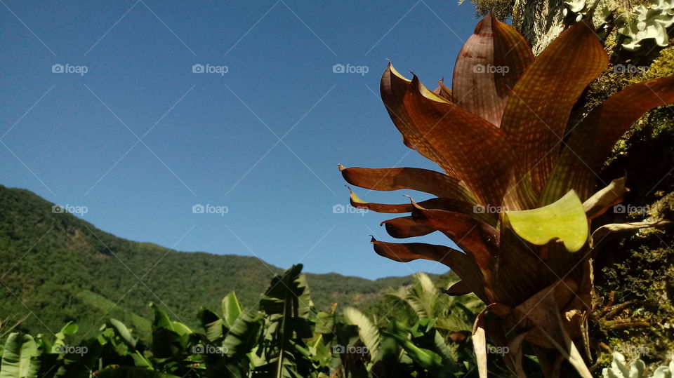 CÉU AZUL DIA DE SOL