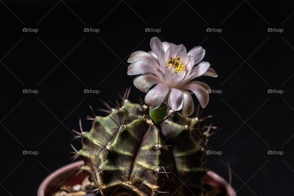 Beauty cactus