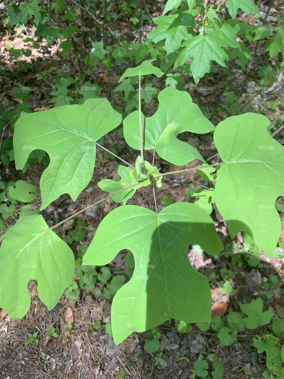 Weird leaves 