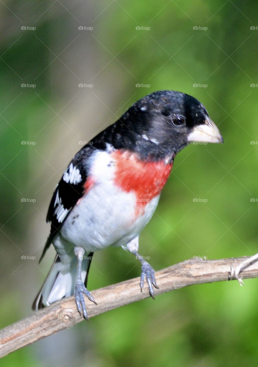 Rose-breasted Grosbeak on a branch