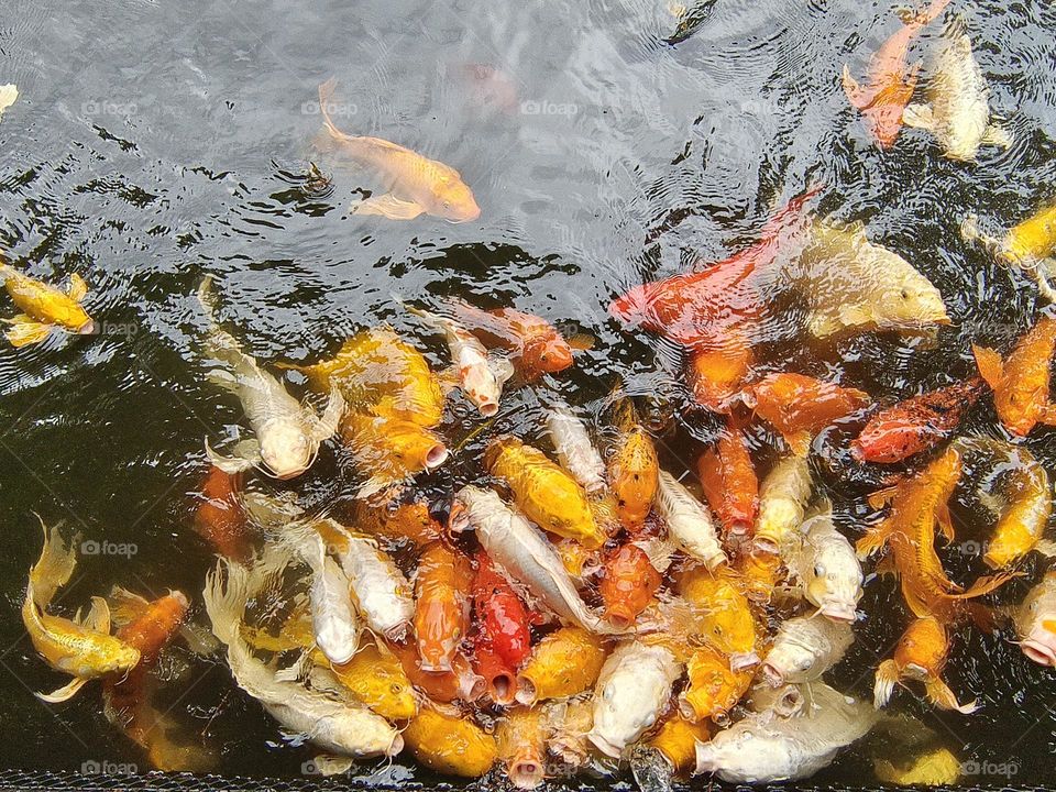 Koi in Beinan Township Native Applied Botanical Garden