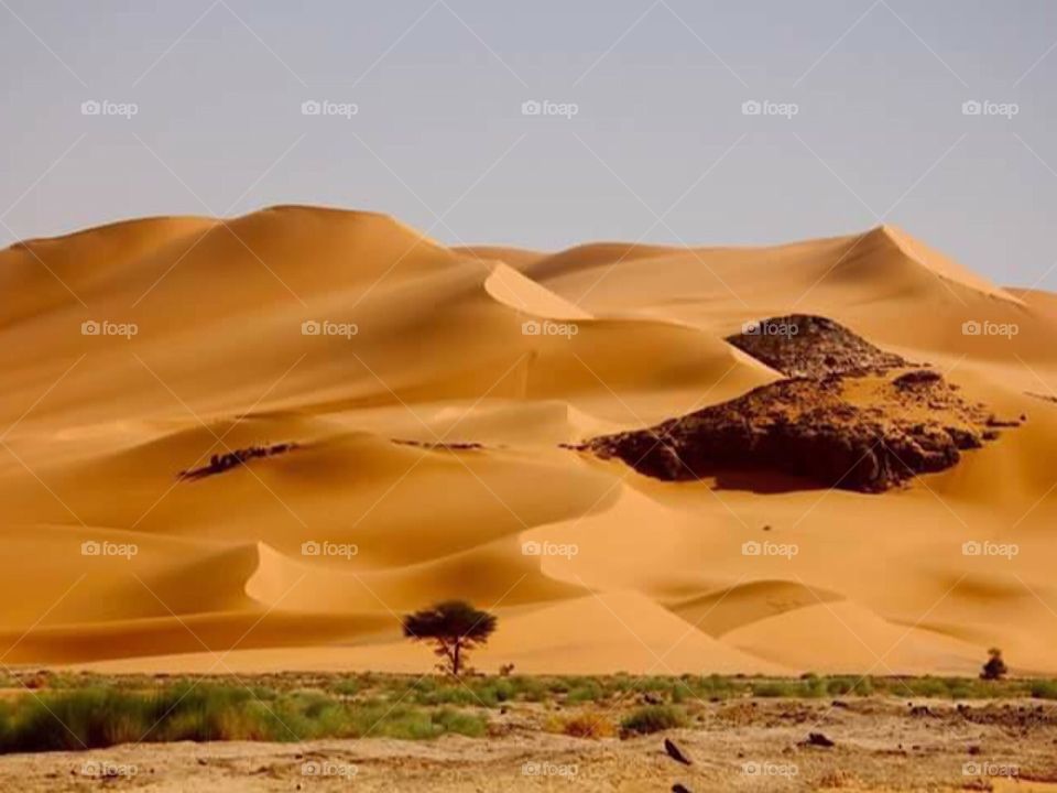 The Sahara 