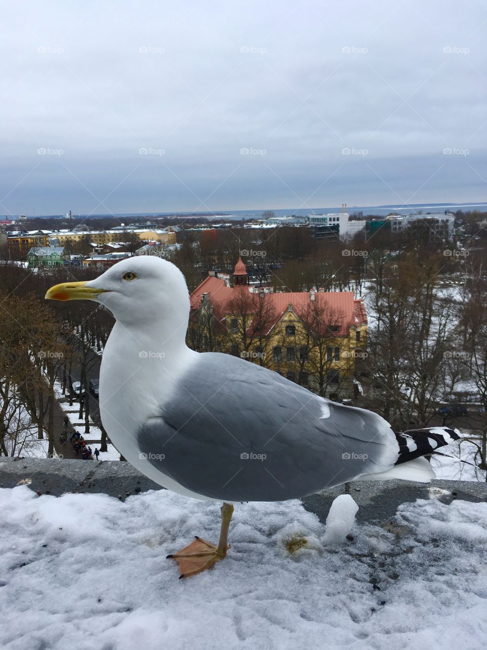 Silver Tallin Gull