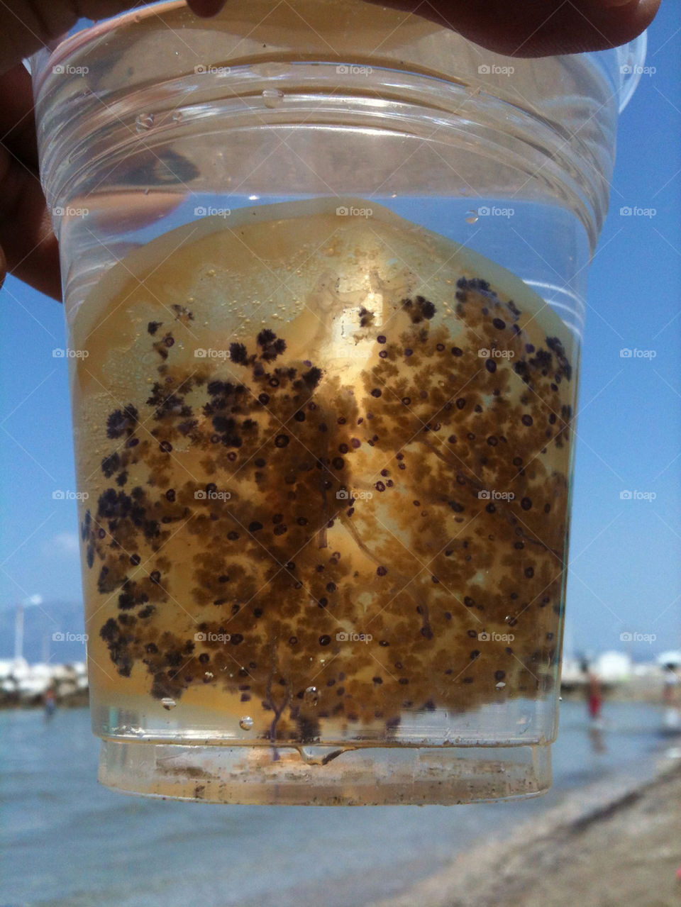 beach fish sea jelly by chmatz