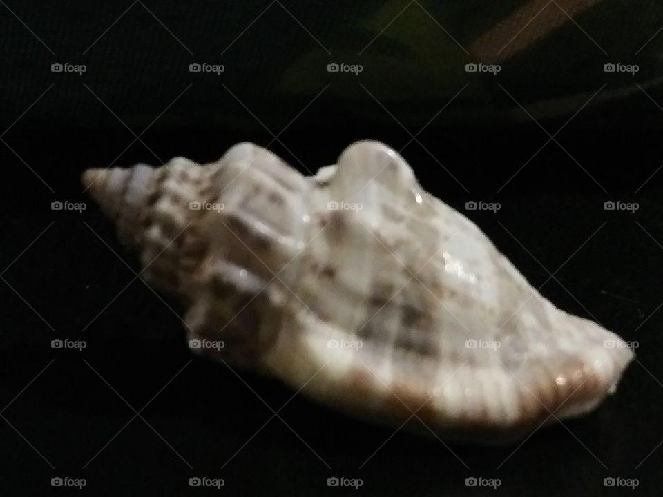 texture of a seashell