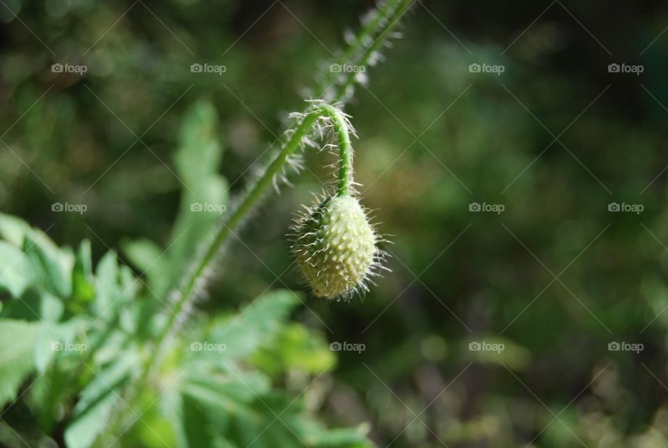 Nature, Flora, No Person, Leaf, Summer