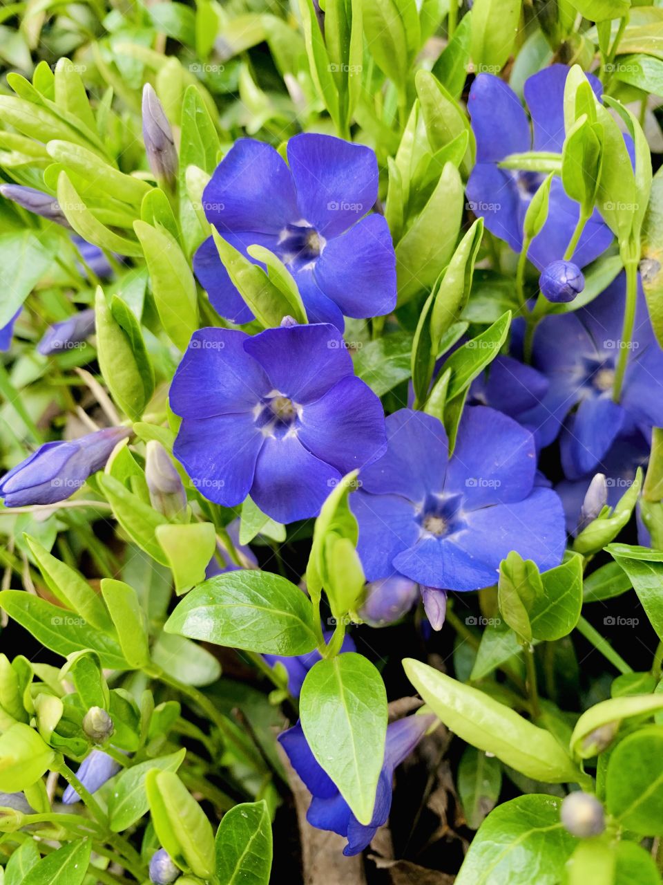 Violet spring flowers with fresh green grass close up 
