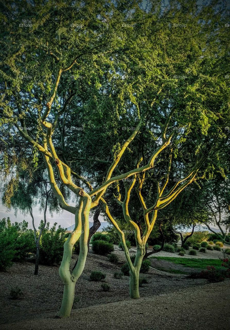 Palo Verde trees