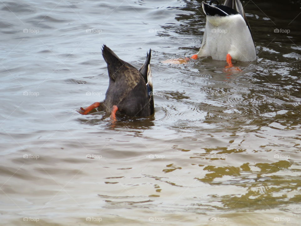 Ducking ducks 